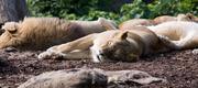06-16 Zoo