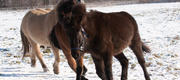 02-13 Leg in sneen