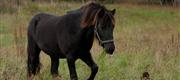 09-26 Fengur slippes ud